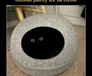 Dzień Kota 2021 - memy