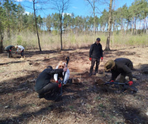 W Lesie Sekulskim rośnie już kilkaset nowych, młodych buków! Drzewa zasadzili członkowie siedleckiego samorządu i leśnicy