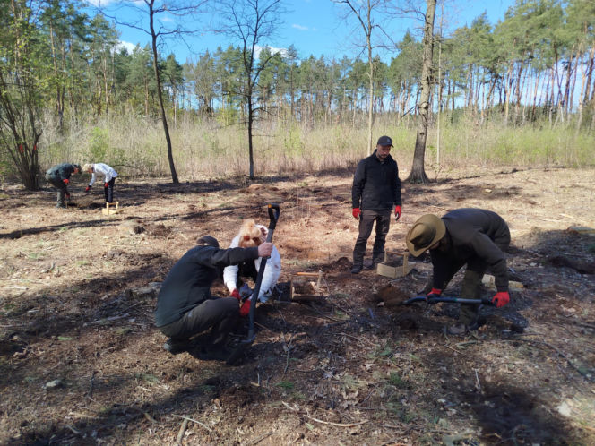 W Lesie Sekulskim rośnie już kilkaset nowych, młodych buków! Drzewa zasadzili członkowie siedleckiego samorządu i leśnicy