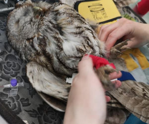 Sowa Staszek w Ośrodku Rehabilitacji Zwierząt Chronionych w Przemyślu