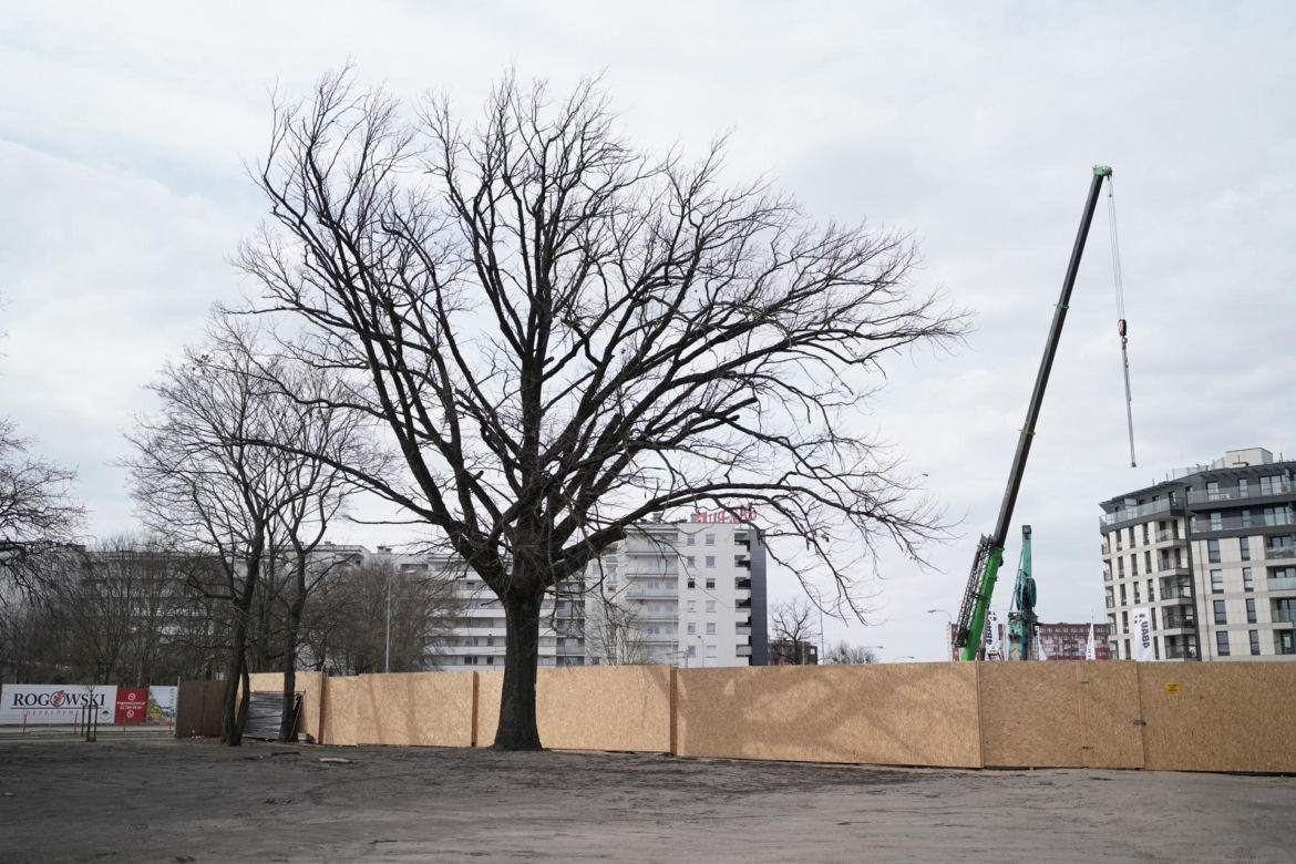 Dąb był pomnikiem przyrody przez 14 dni. Obok powstaje apartamentowiec