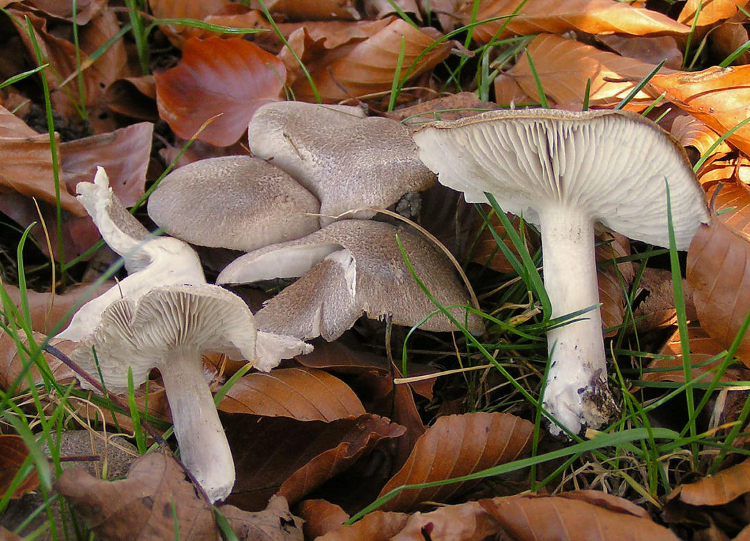 Gąska ziemistoblaszkowa