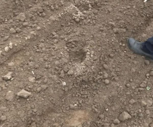 Niedźwiedzie coraz bliżej ludzi. Strach w Bieszczadach narasta: „Boimy się wyjść z domu”