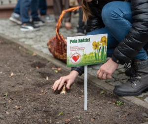Fundacja Pomóż Im. Po raz dziesiąty zaczęli siać Pola Nadziei [ZDJĘCIA]