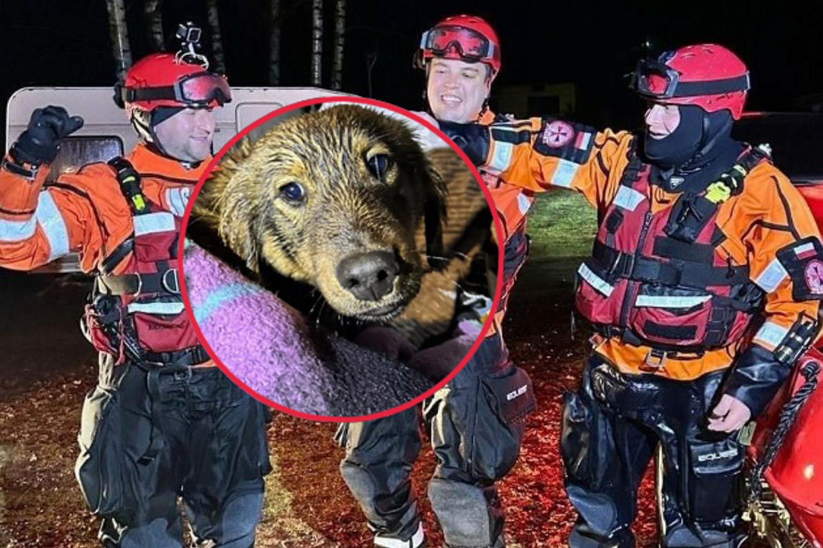 Przejechali 700 km żeby uratować psa uwięzionego na środku Bugu. Ratownicy z Kołobrzegu bohaterami