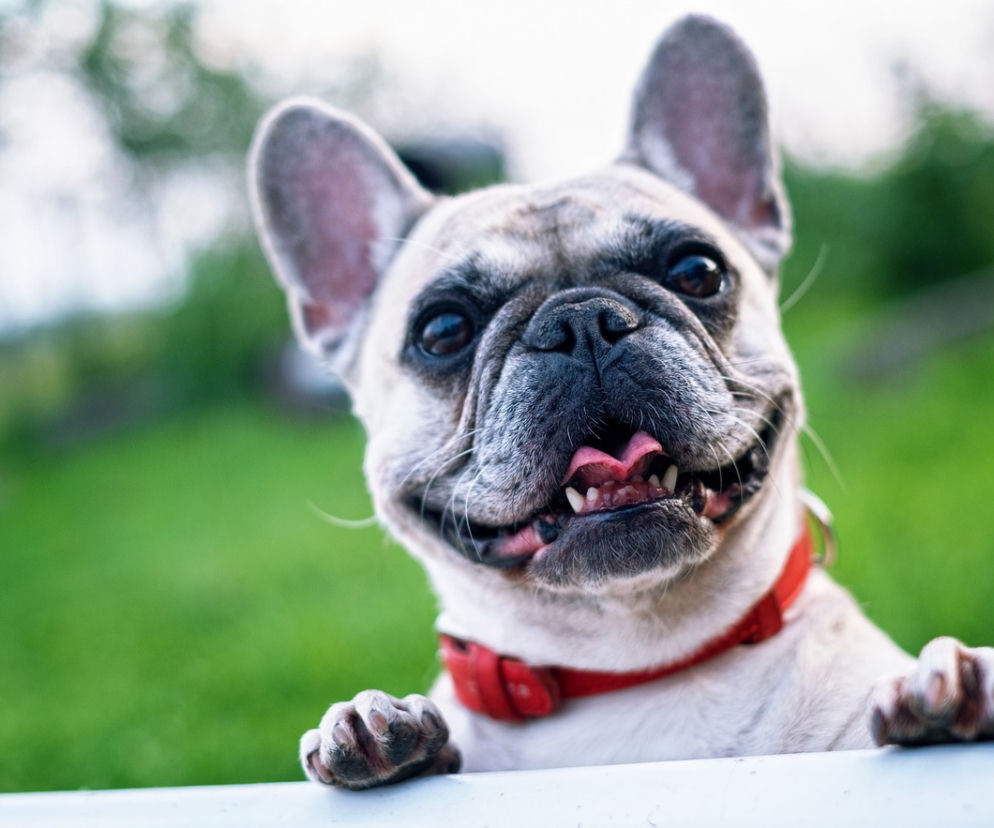 Buldog Francuski