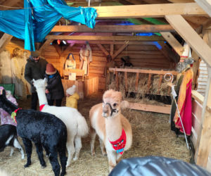 Musisz to zobaczyć! Wyjątkowa żywa szopka w Krakowie przyciąga tłumy