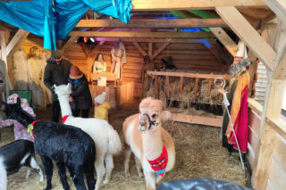 Musisz to zobaczyć! Wyjątkowa żywa szopka w Krakowie przyciąga tłumy