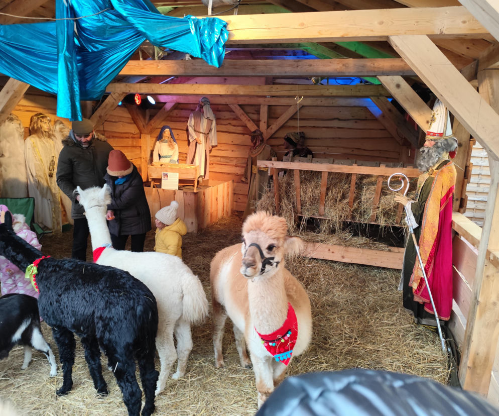 Musisz to zobaczyć! Wyjątkowa żywa szopka w Krakowie przyciąga tłumy