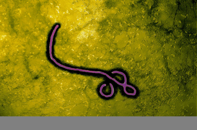 Ebola w Polsce ?