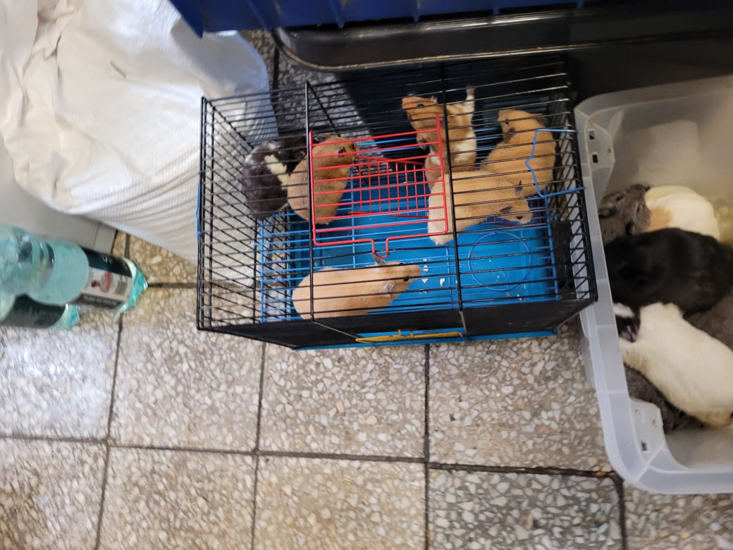 Sklep zoologiczny w Bytomiu: zwierzęta w strasznych warunkach