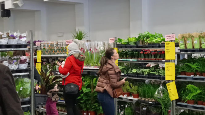 Festiwal Roślin w Enea Arenie