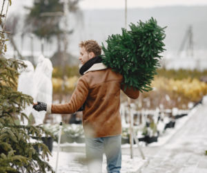 Tanie choinki od leśników. Kiedy ruszy sprzedaż w 2025 roku? 