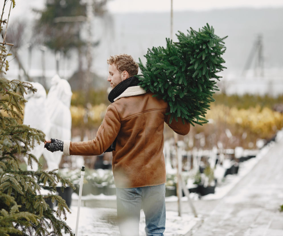 Kiedy ruszy sprzedaż choinek od LP?