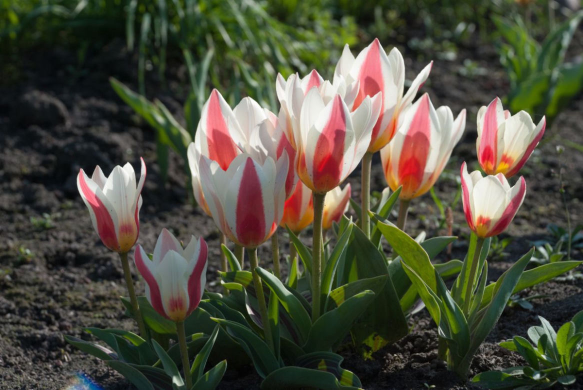Tulipany Greiga