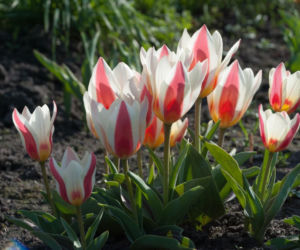 Tulipany Greiga