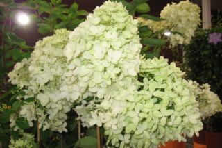 Hortensja bukietowa 'Bombshell'PBR - Hydrangea paniculata  'Bombshell'PBR