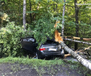 Katowice: Kierowca BMW uderzył w drzewo w Lesie Murckowskim. Jest w stanie ciężkim. 