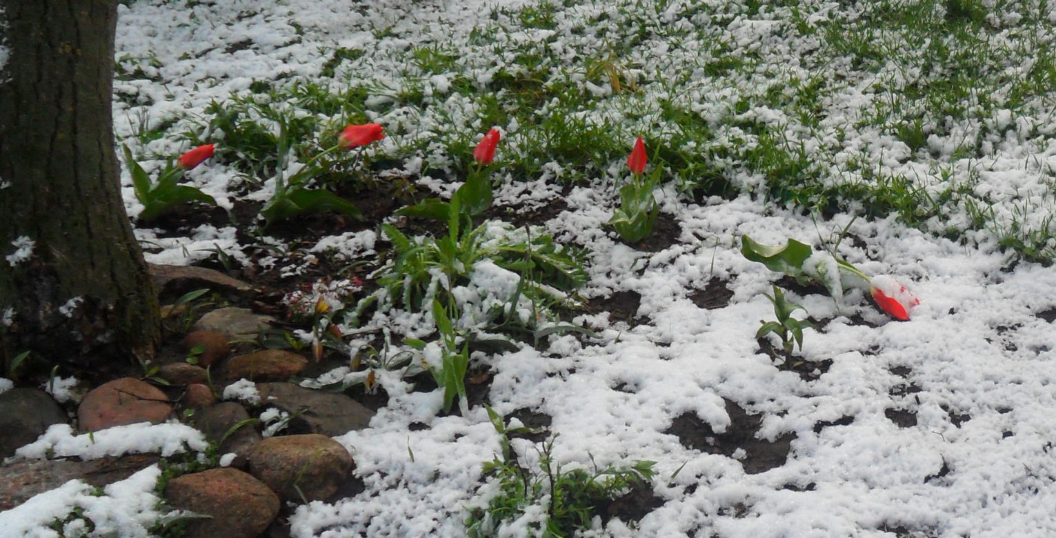 Zima w maju 2011 - zdjęcia Czytelników, Podlasie