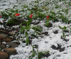Zima w maju 2011 - zdjęcia Czytelników, Podlasie