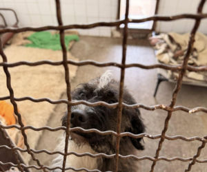 Siarczysty mróz zagraża zwierzętom! Krakowskie schronisko pilnie szuka domów tymczasowych