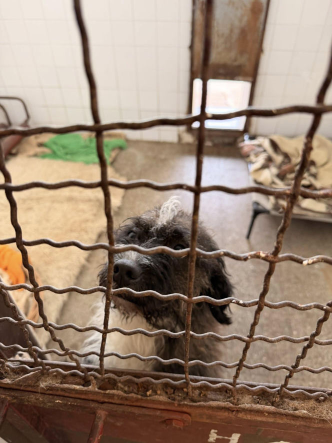 Siarczysty mróz zagraża zwierzętom! Krakowskie schronisko pilnie szuka domów tymczasowych