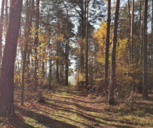 Słoneczny listopadowy poranek w Ostrowie