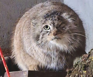 Koniec poszukiwań w Poznaniu. Manul Bożenka wróciła cała i zdrowa! 