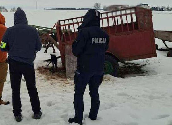 Szesnaście skrajnie zaniedbanych psów. Małżeństwo odpowie za znęcanie się nad zwierzętami