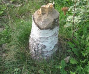 ZOM zabezpiecza drzewa przed bobrami