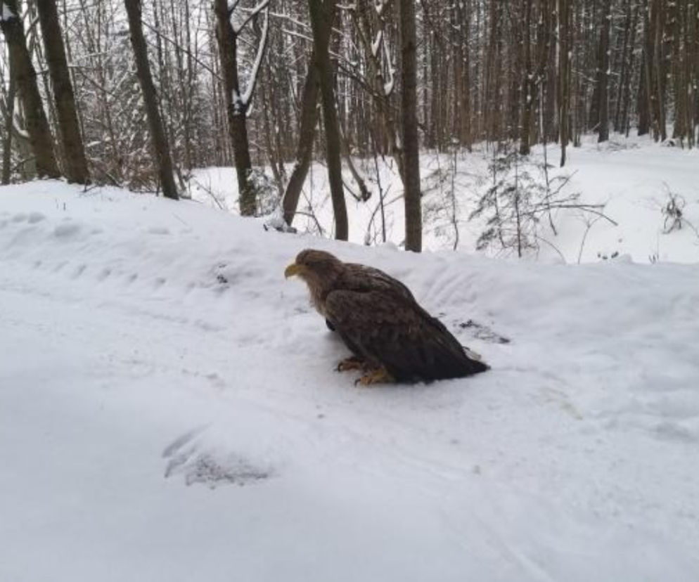 Bielik nie mógł wzbić się w powietrze