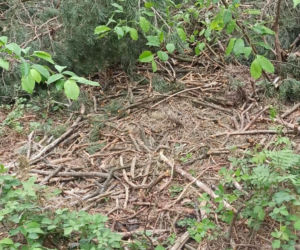 Ktoś zniszczył gniazdo bielika, zginęły maleńkie pisklęta