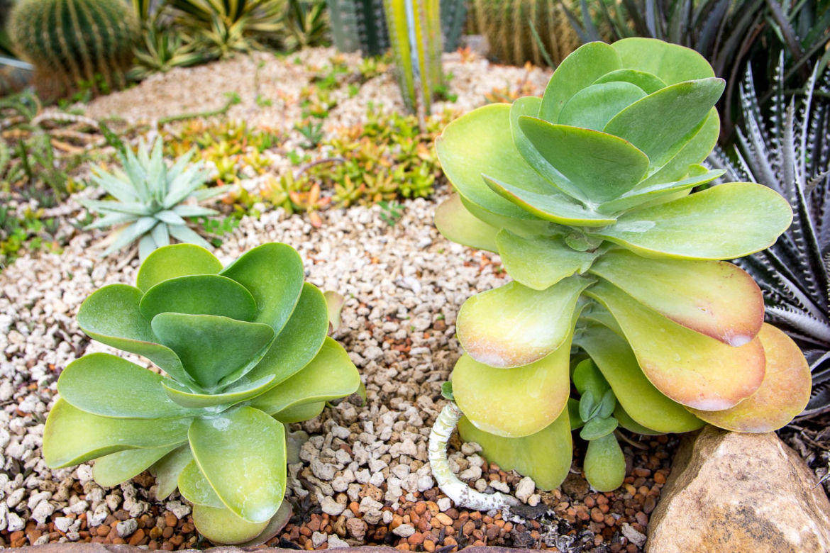 Kalanchoe wiechowate