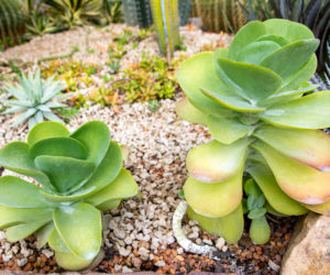 Kalanchoe wiechowate