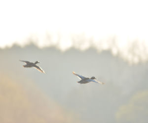 Ptaki nad rzeką Kamienną