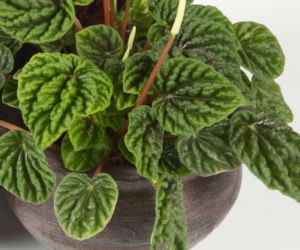 Jakie gatunki peperomii wybrać do domu i jak o nie dbać?