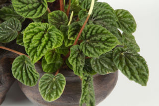 Jakie gatunki peperomii wybrać do domu i jak o nie dbać?