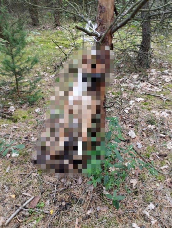 Poszedł na spacer do lasu, to co zobaczył sprawiło, że zdębiał. Szok na Mazowszu