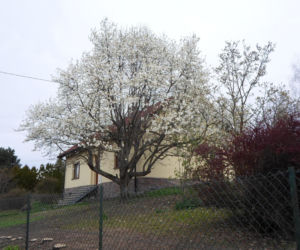 Szlak Kwitnących Magnolii