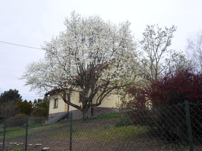 Szlak Kwitnących Magnolii