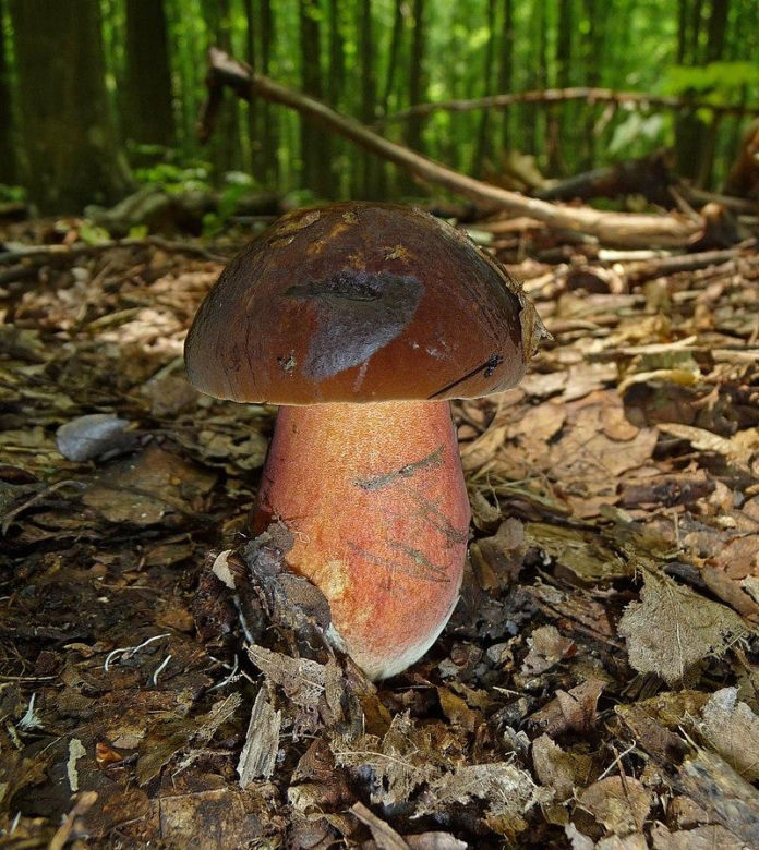 Borowiki ceglastopore