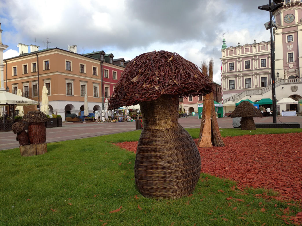 Grzybobranie lubelskie - naturalnie! Zamość 2023