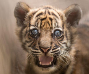 Tygrys sumatrzański we Wrocławskim Zoo