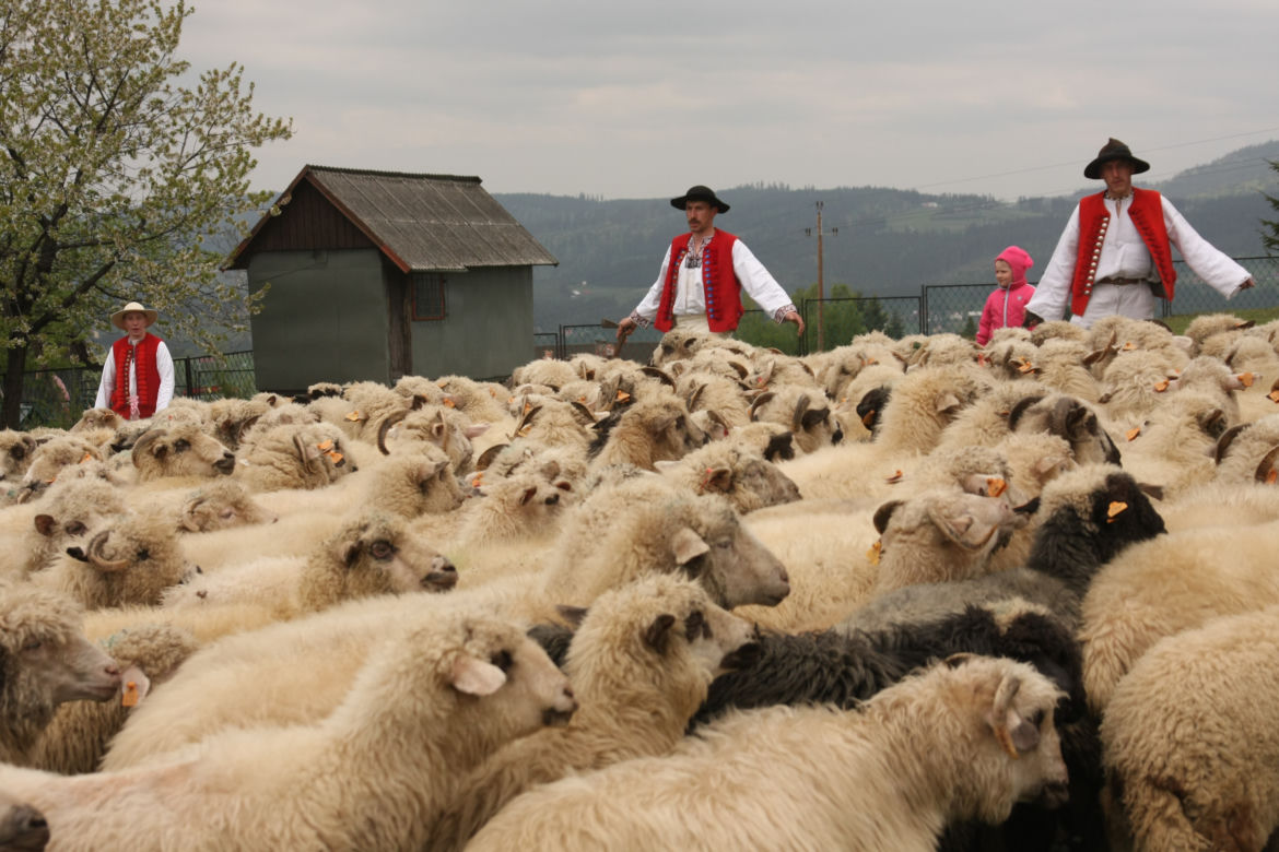 Niezwykłe widowisko! Tak wygląda redyk owiec