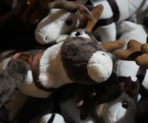 Wyjazd VOX FM do Laponii