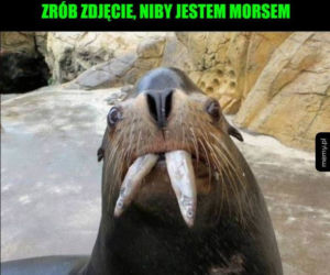 Morsowanie: MEMY 2021. Zobacz najlepsze obrazki i memy o morsowaniu! [ZDJĘCIA]