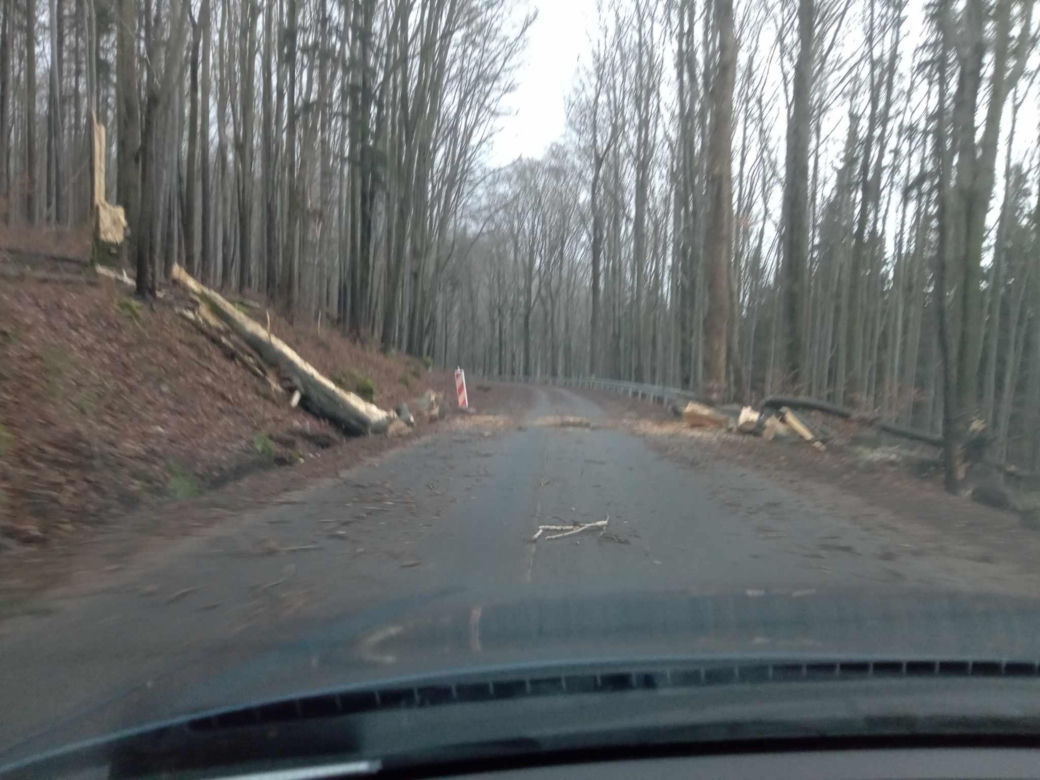 Drzewa na trasie między Karłowem a Radkowem w powiecie kłodzkim 