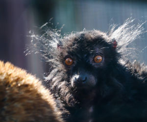 Nowi mieszkańcy zoo w Wojciechowie