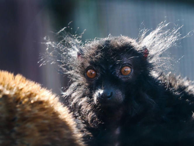 Nowi mieszkańcy zoo w Wojciechowie