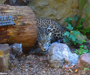 W Zoo Płock urodził się lampart perski! Na świecie jest ich tylko tysiąc